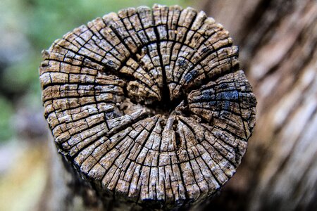 Wood outdoors forest