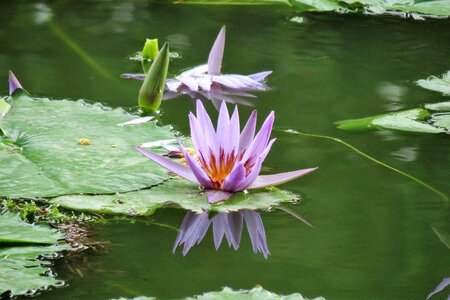 Water pond garden photo