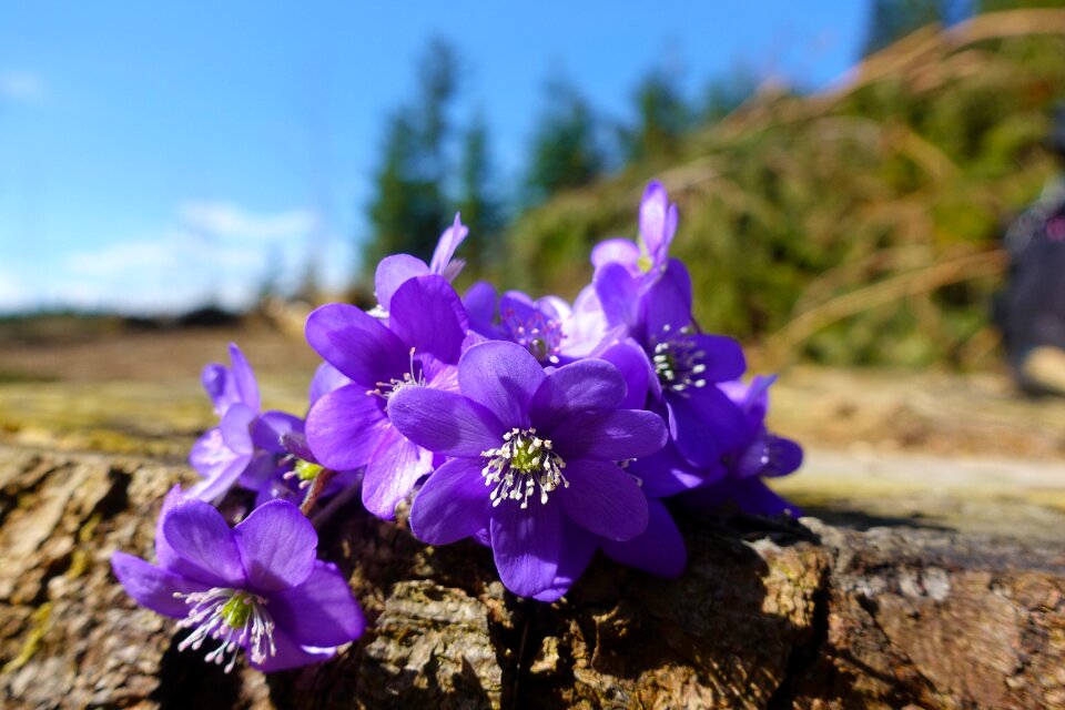 Plant forest flower hahnenfußgewächs