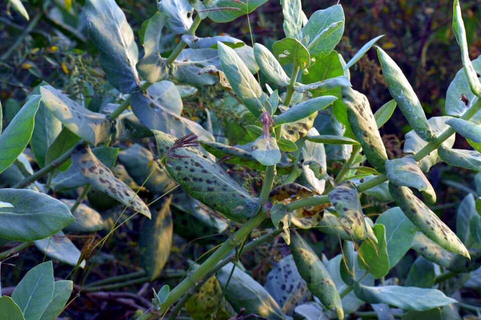 Wild bug infested weed