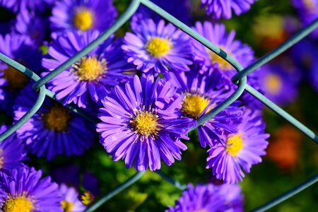 Blossom bloom asters photo
