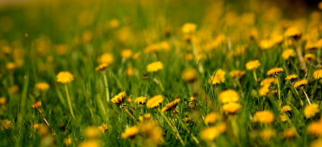 Floral dandelion environment