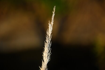 Barren autumn close up