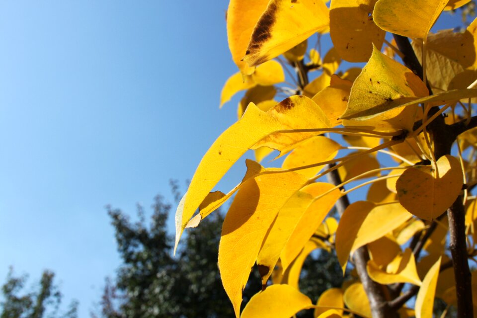 Autumn leaves yellow leaves yellow