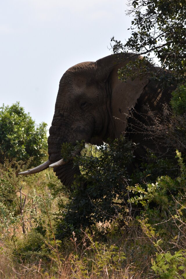 Animal mammal nature
