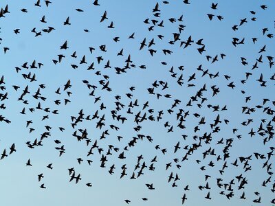 Sky flying migratory birds photo