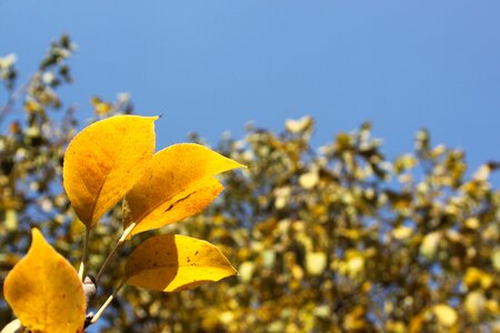Autumn leaves yellow leaves yellow