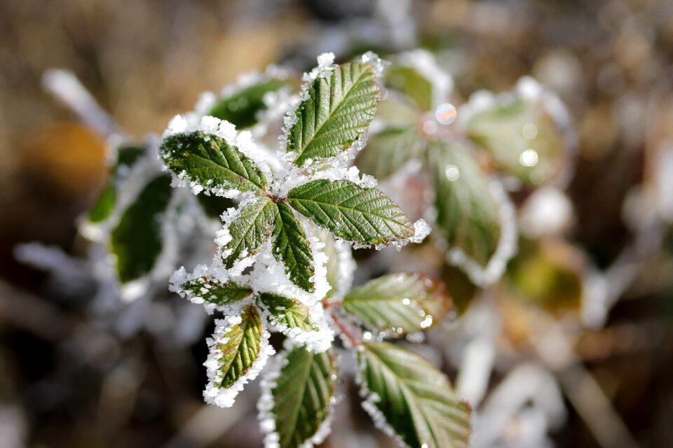 Green winter nature