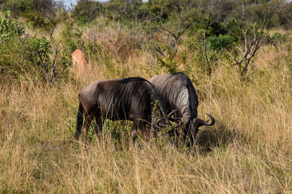 Animal conservation fauna