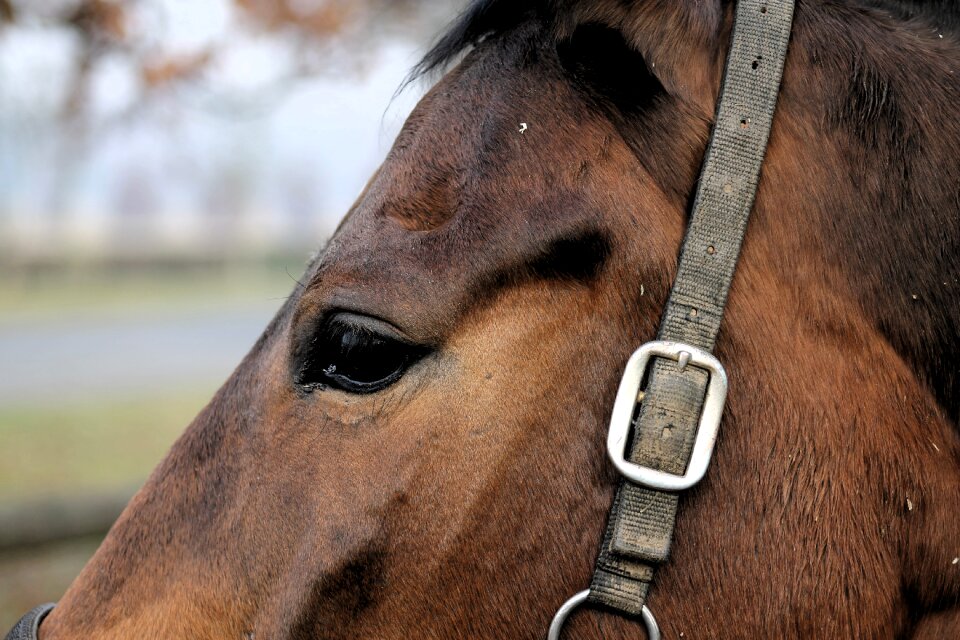 Horse eye animals