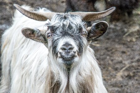 Creature domestic goat goatee photo