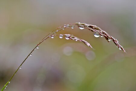 Plant water drop