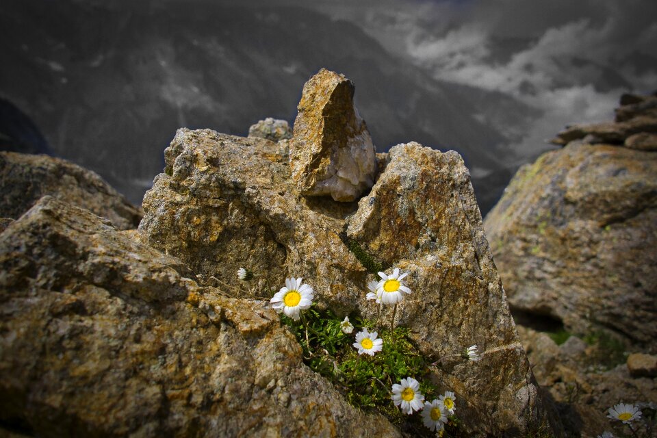 Alpine flower nature mountain flowers