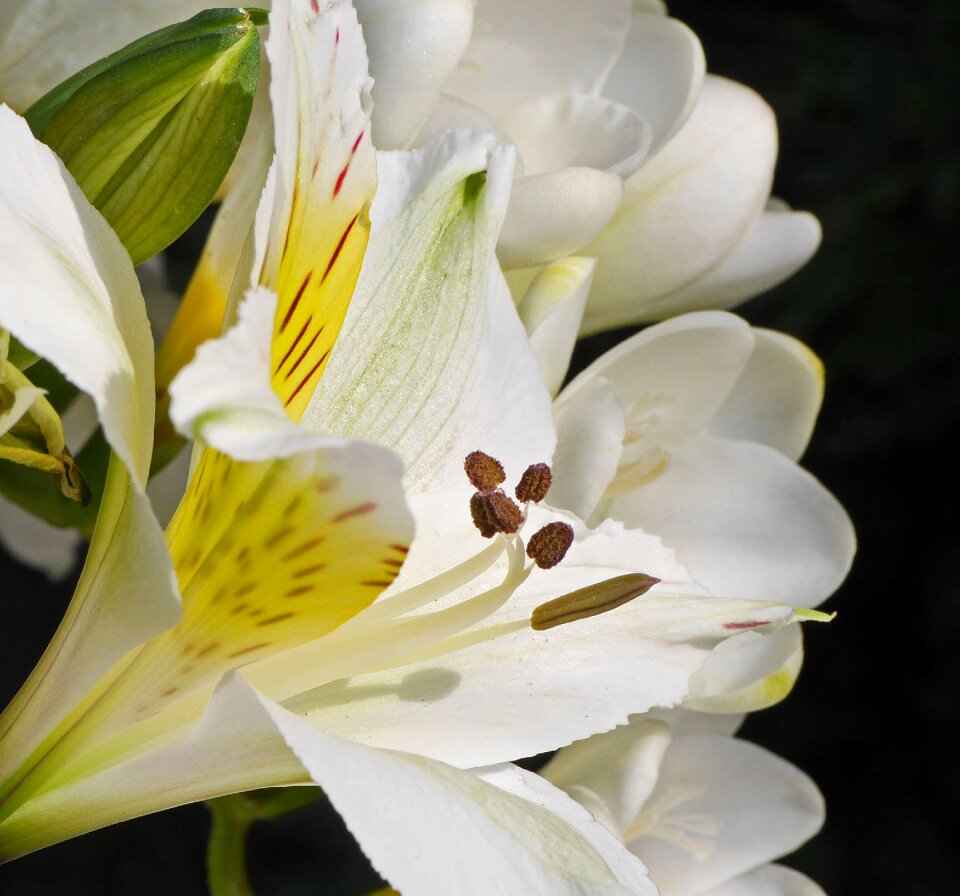 Petals stamens stamp photo