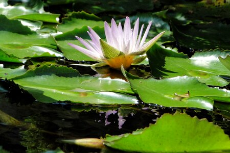 Nymphaea alba lotus pool