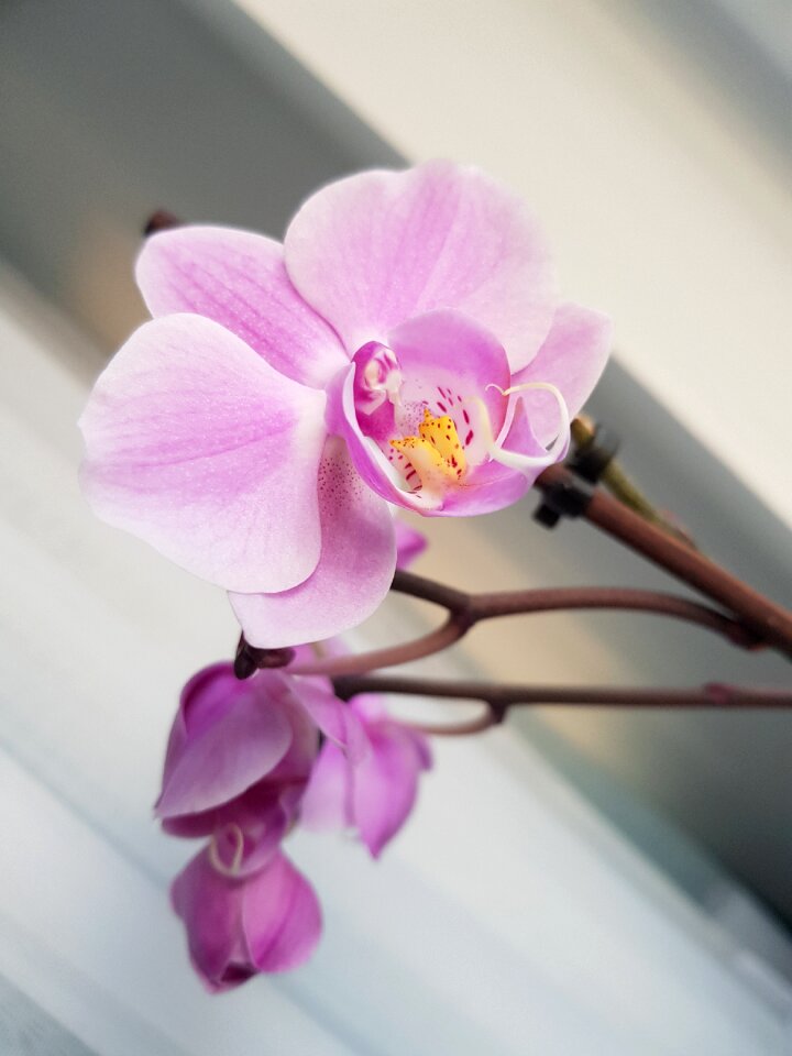 Flora orchid romantic