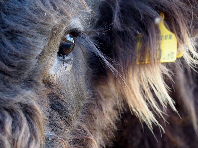 Shaggy cow horns photo