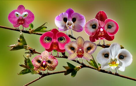 Photomontage owls orchids