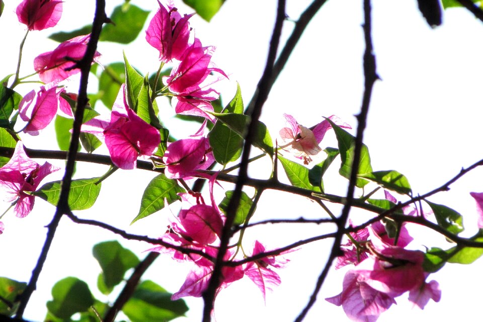 Bougainvillea flowering flower