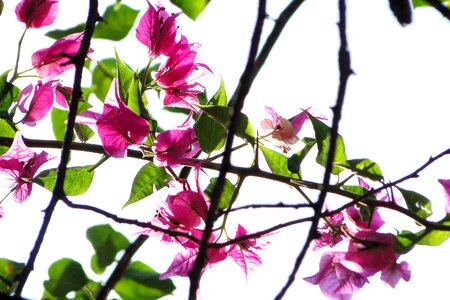 Bougainvillea flowering flower photo