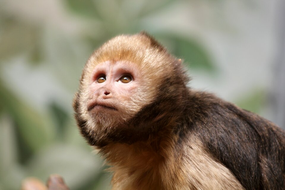 Primate mammal cute