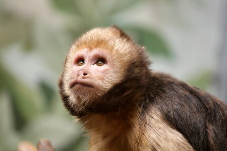 Primate mammal cute