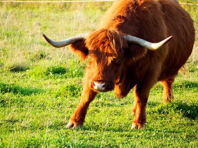 Shaggy cow horns photo