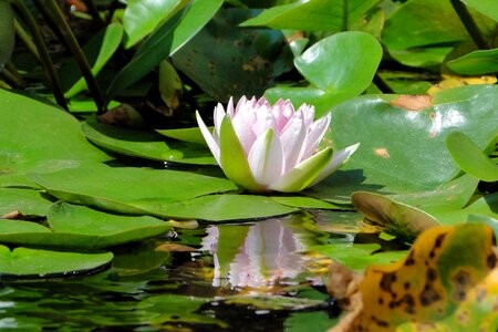 Nymphaea alba lotus pool
