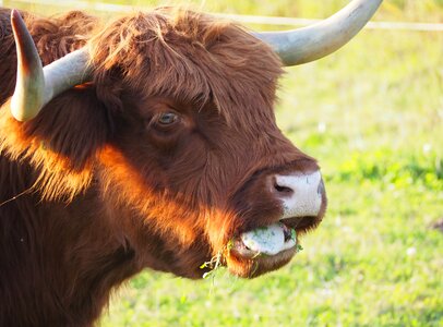 Shaggy cow horns