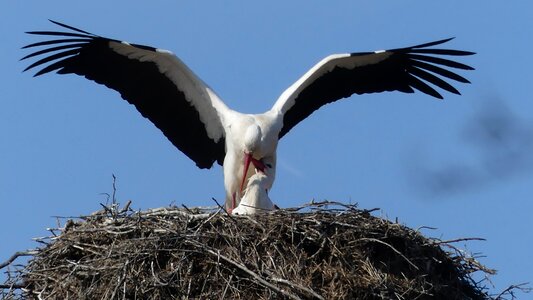 Stork wing white stork
