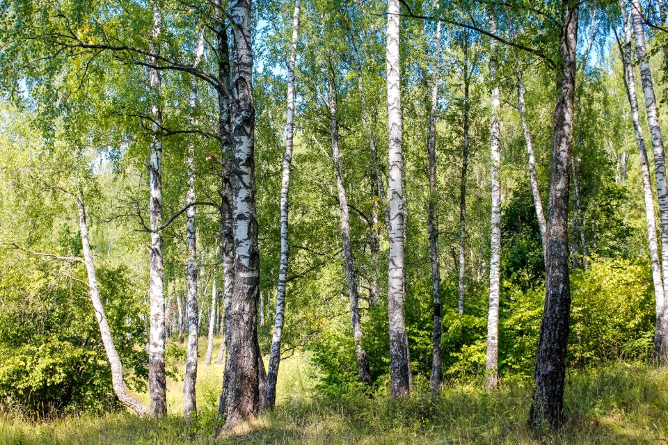 Shearling trunk bark