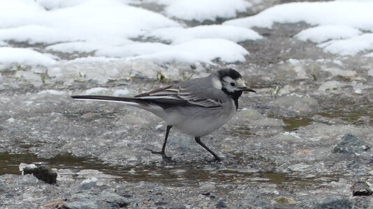 Nature bird animal world