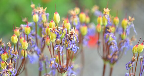 Floral summer natural