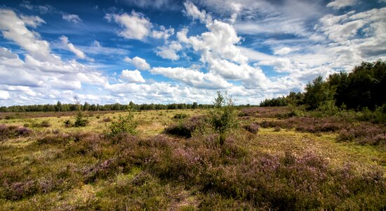 Drover heath landscape nature