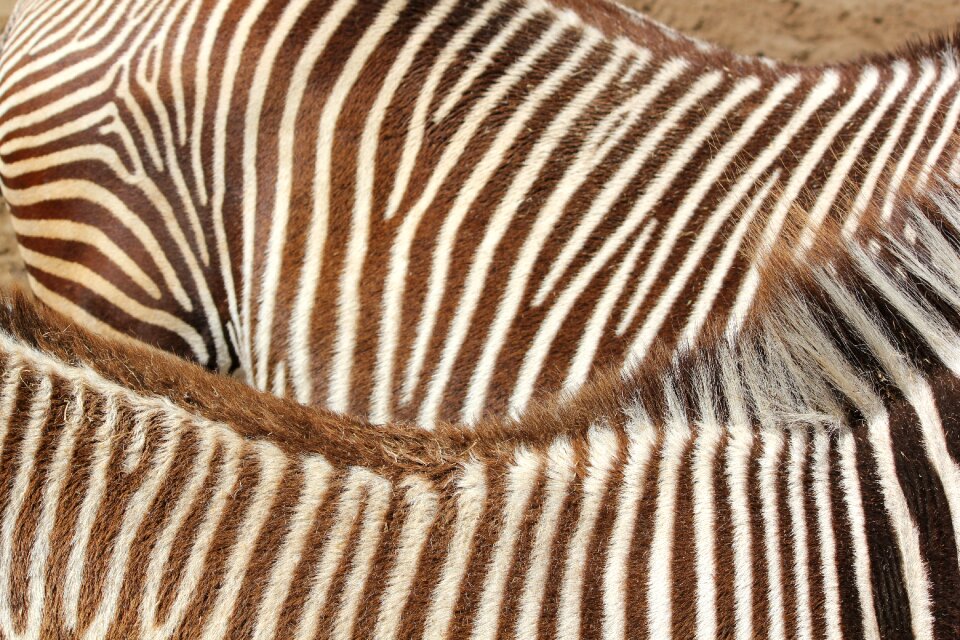 Stripe wallpaper nature