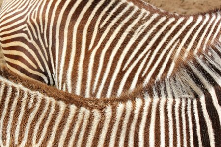 Stripe wallpaper nature