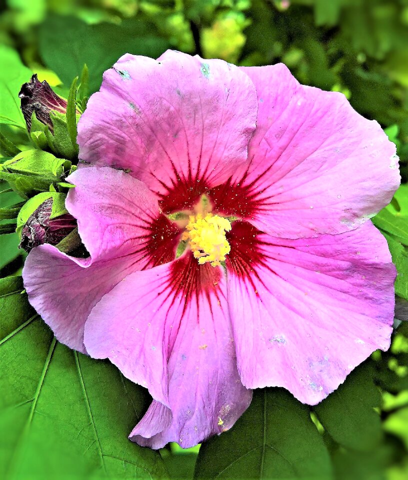 Mallow shrub garden hibiscus