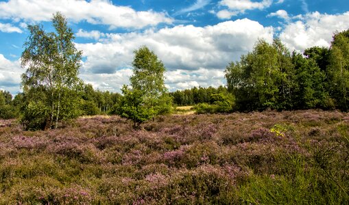 Drover heath landscape nature