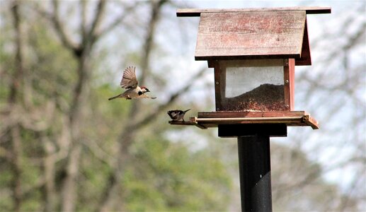Tree sparrow bird nature