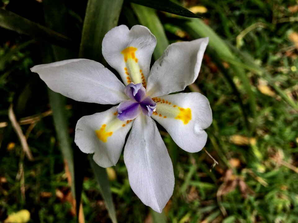 Nature vegetable delicate flower
