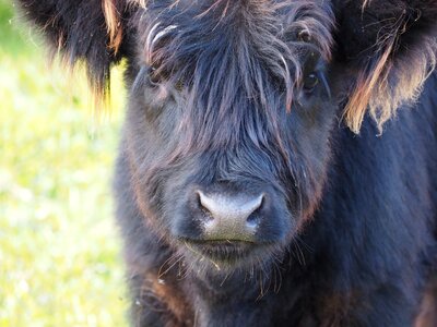 Shaggy cow horns