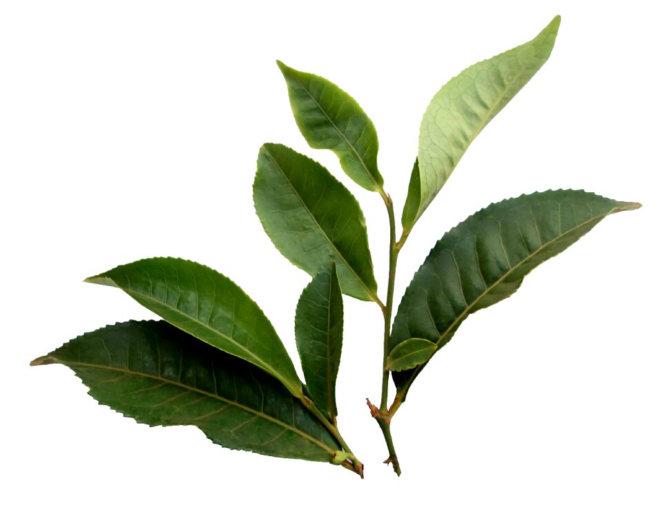 Nature sprig foliage