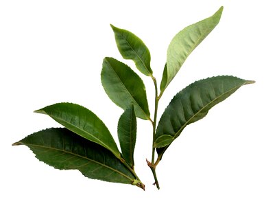 Nature sprig foliage
