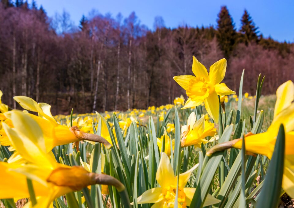 Flower plant narcissus