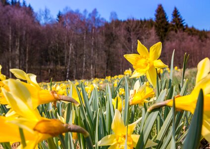 Flower plant narcissus photo