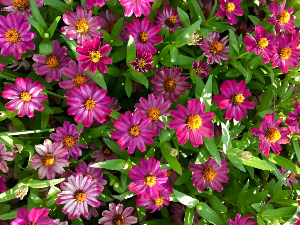 Floral blossom garden