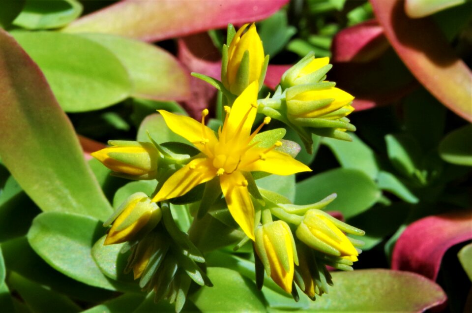 Flower yellow flower bloom
