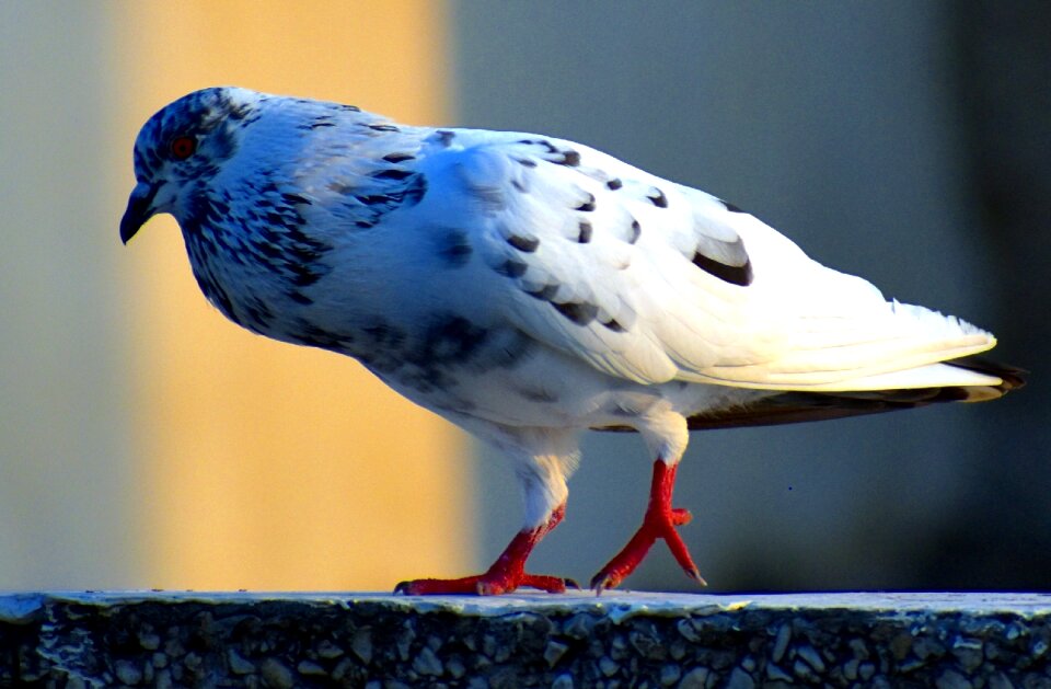 Bird feral pigeon sunning photo