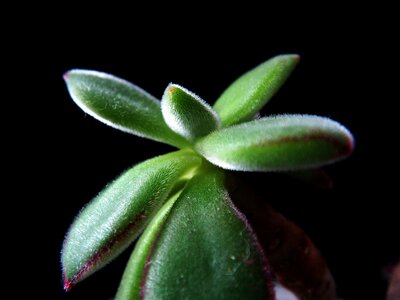 Succulent plants mini potted