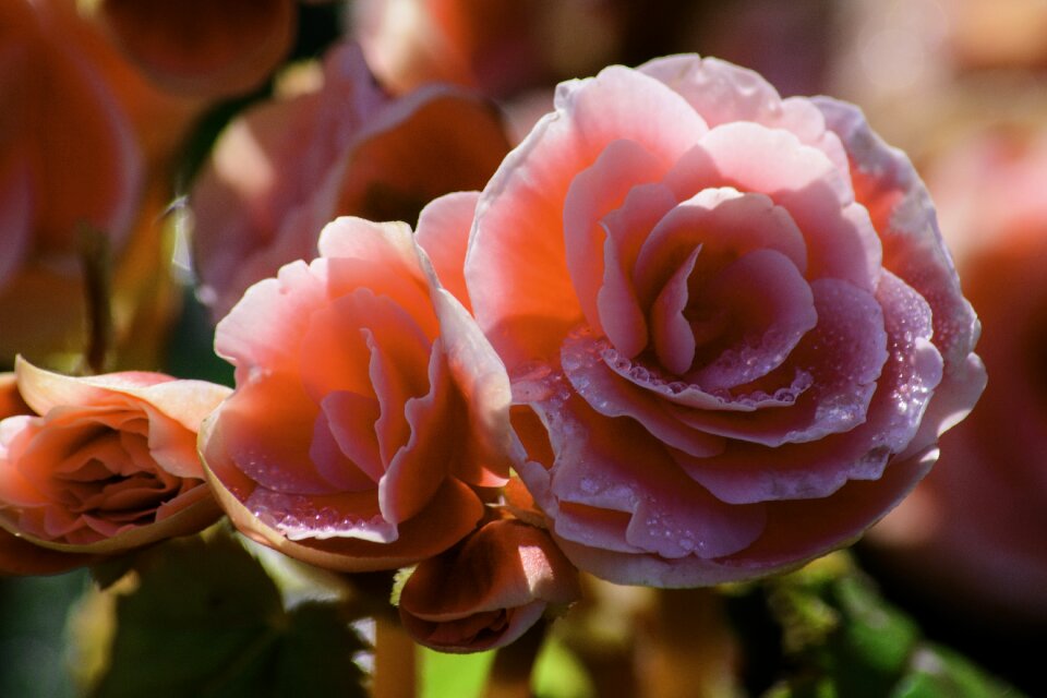 Pink the pink flowers beautiful flowers